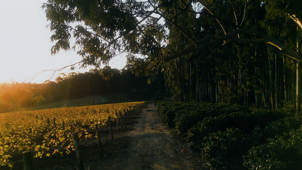 Hills