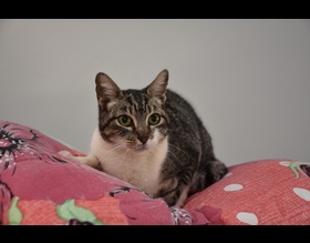 Domingo tem Feirinha de Adoção de Cães e Gatos