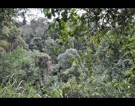Vegetação nativa aumentou nos últimos dez anos em Botucatu
