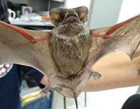 Vigilância orienta população sobre cuidados com morcegos