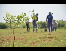 Região do Cachoeirinha ganha pomar urbano