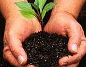 Praça do Jardim Paraíso recebe o plantio de 13 mudas de árvores