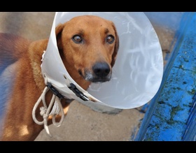 Número de WhatsApp para agendamento de castrações mudou