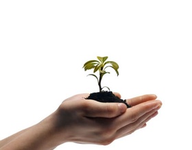 Junho sem mudas no Viveiro Municipal