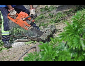 Pedidos de poda e retirada de árvore têm novos canais para solicitação