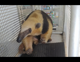 GPA resgata Tamanduá Mirim em Rubião Júnior