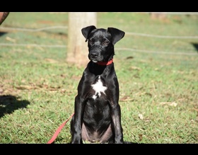 Prefeitura fará mutirão de castração gratuita para cães em Rubião Junior
