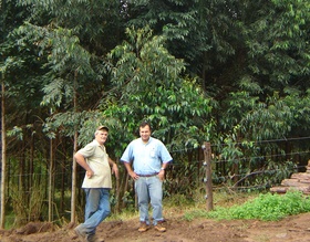 Projeto Madeira distribuiu oito mil mudas em janeiro