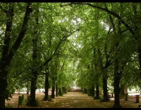 Secretaria do Meio Ambiente procura local para instalar Jardim Botúnico