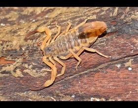 Vigilância Ambiental em Saúde orienta sobre prevenção de acidentes com escorpiões