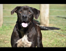 Prefeitura realizará mutirão de castração gratuita para cães e gatos