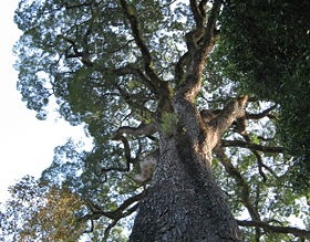 Correios lançam selos comemorativos com símbolos de Botucatu