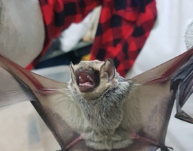 Vigilância Ambiental em Saúde alerta sobre período de reprodução dos morcegos