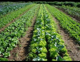 Equipe da Agricultura visitou Projeto de Hortas Comunitárias