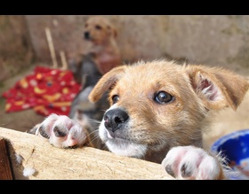 Prefeitura fará mutirão de castração gratuita para cões