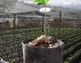 Secretaria do Meio Ambiente distribui mudas de árvores