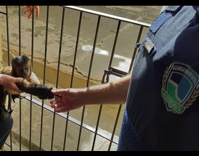 Guarda Municipal resgata macaco-prego na Vila São Luis