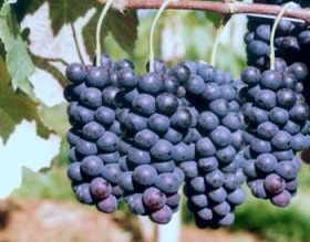 Equipe da Subsecretaria de Agricultura visita fruticultores da Colônia Santa Marina