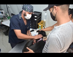 Prefeitura de Botucatu oferecerá 15 mil castrações gratuitas em 2024