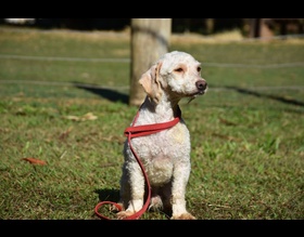 Conselho da Causa Animal Domêstica está com processo aberto para eleições