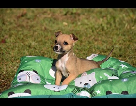 Feirinha de Adoção de filhotes de cães será neste domingo
