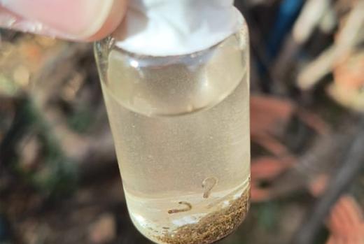 DENGUE: VIGILÂNCIA EPIDEMIOLÓGICA FEZ MAIS UM MUTIRÃO EM SÃO ROQUE