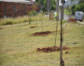 Meio Ambiente fará doação de mudas na próxima sexta-feira, 24