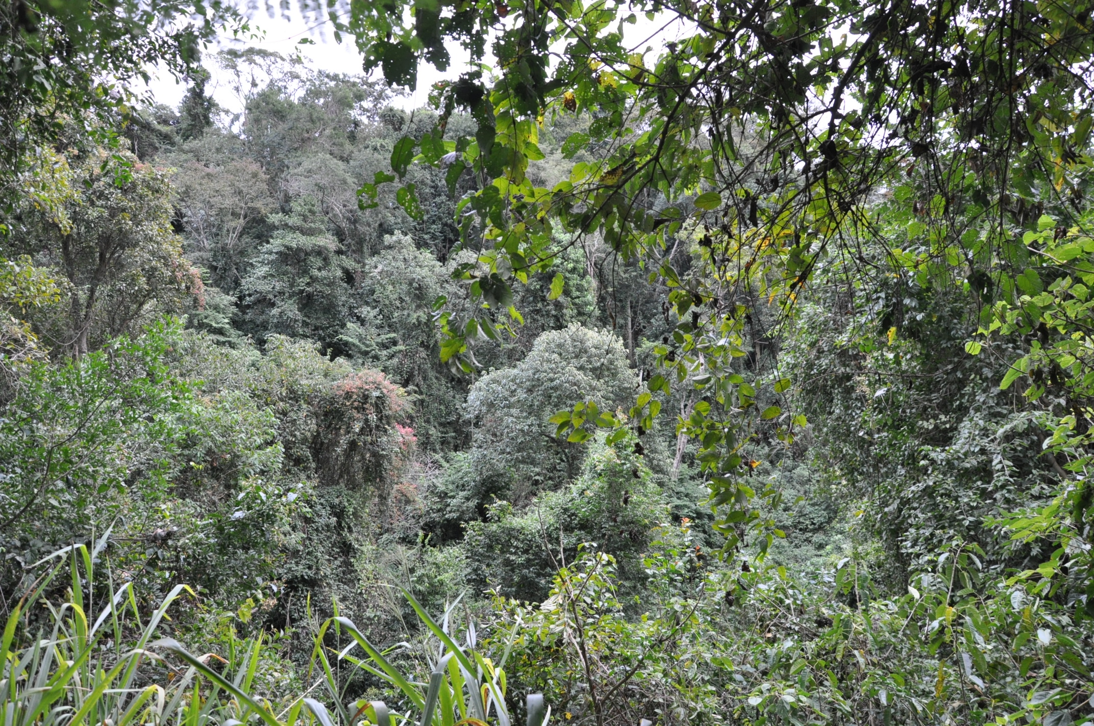 Vegetação nativa aumentou nos últimos dez anos em Botucatu