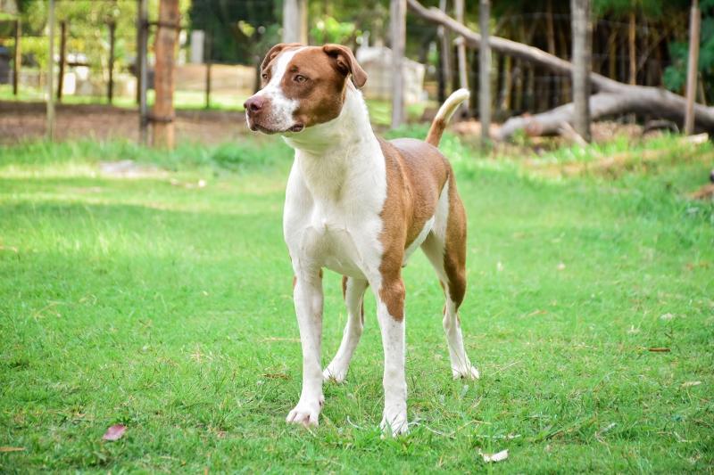 Feirinha de Adoção de cães e gatos será neste domingo, 7