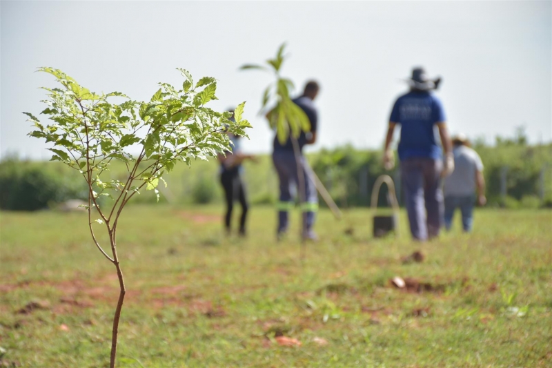 Região do Cachoeirinha ganha pomar urbano