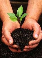 Praça do Jardim Paraíso recebe o plantio de 13 mudas de árvores