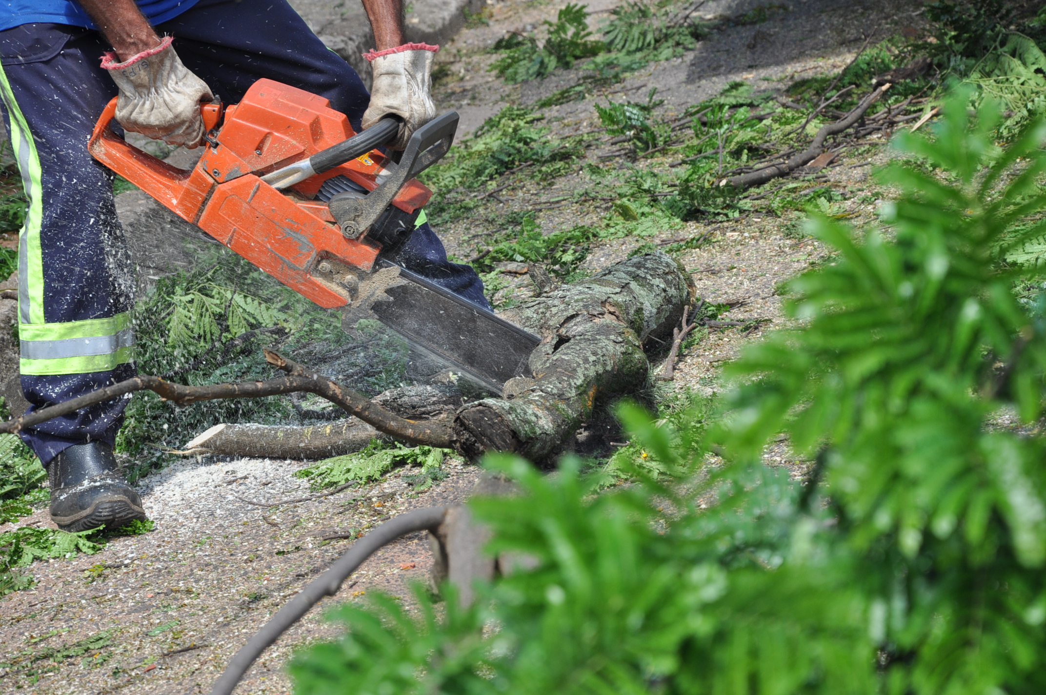Pedidos de poda e retirada de árvore têm novos canais para solicitação