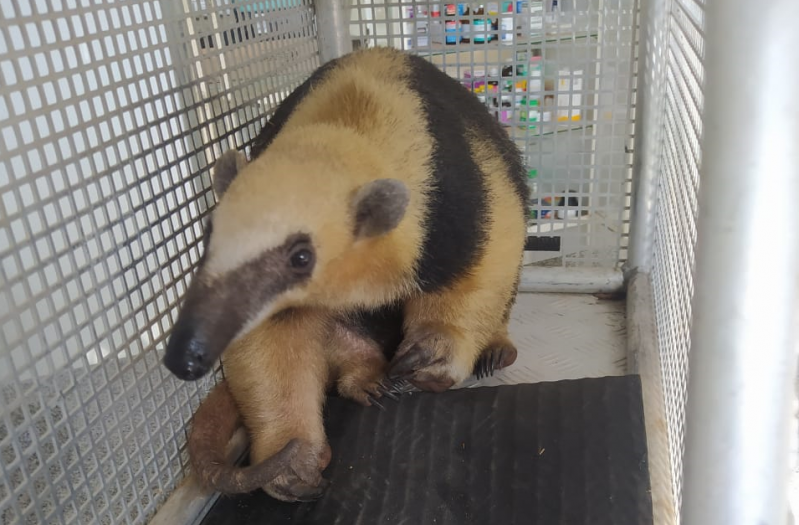 GPA resgata Tamanduá Mirim em Rubião Júnior