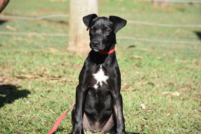 Prefeitura fará mutirão de castração gratuita para cães em Rubião Junior