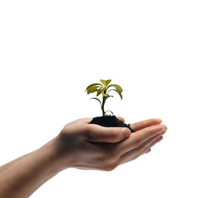 Grupo Técnico de Arborização faz reunião na Sema