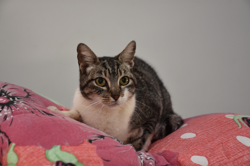 Conselho da Causa Animal Domêstica continua com processo aberto para eleições