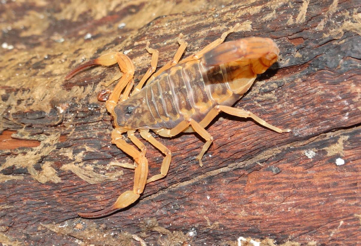 Vigilância Ambiental em Saúde orienta sobre prevenção de acidentes com escorpiões
