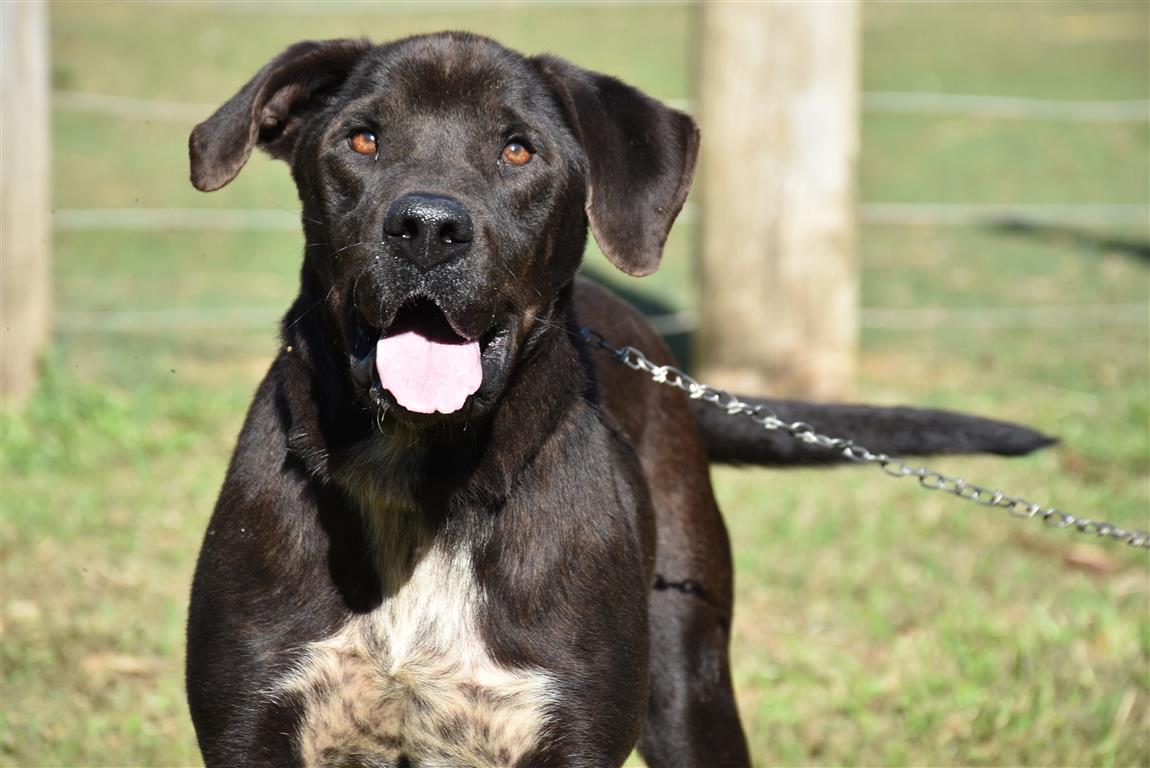 Prefeitura realizará mutirão de castração gratuita para cães e gatos