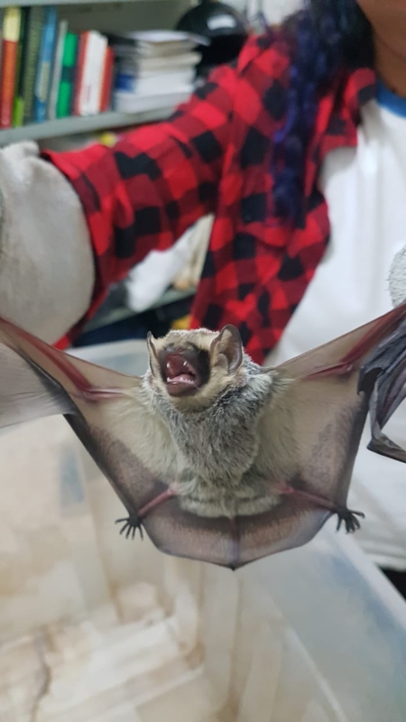 Vigilância Ambiental em Saúde alerta sobre período de reprodução dos morcegos