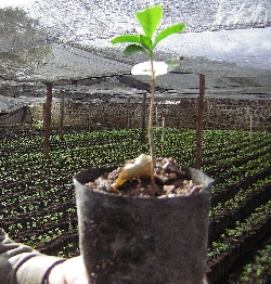 Secretaria do Meio Ambiente distribui mudas de árvores