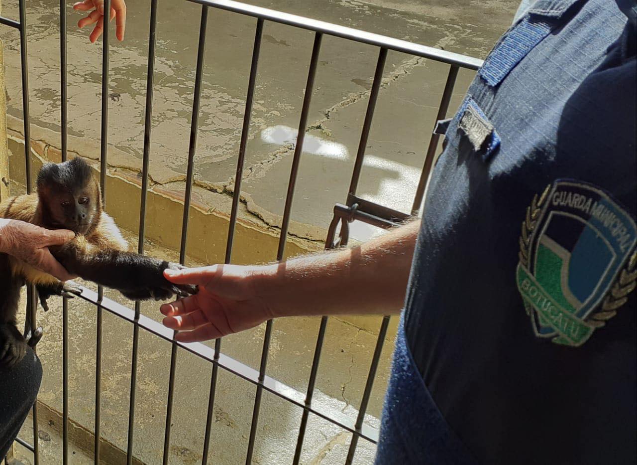 Guarda Municipal resgata macaco-prego na Vila São Luis