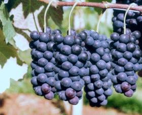 Equipe da Subsecretaria de Agricultura visita fruticultores da Colônia Santa Marina