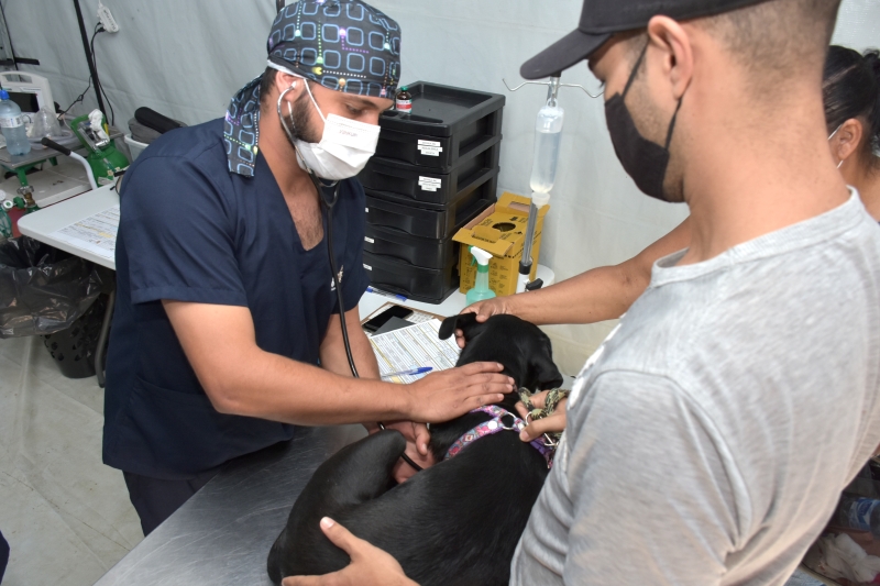 Prefeitura de Botucatu oferecerá 15 mil castrações gratuitas em 2024