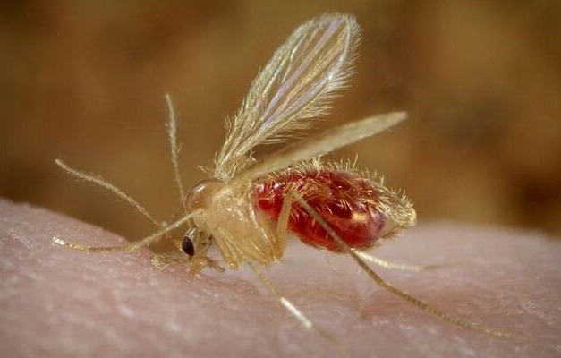 Vigilância confirma mais três casos de Leishmaniose Visceral Canina