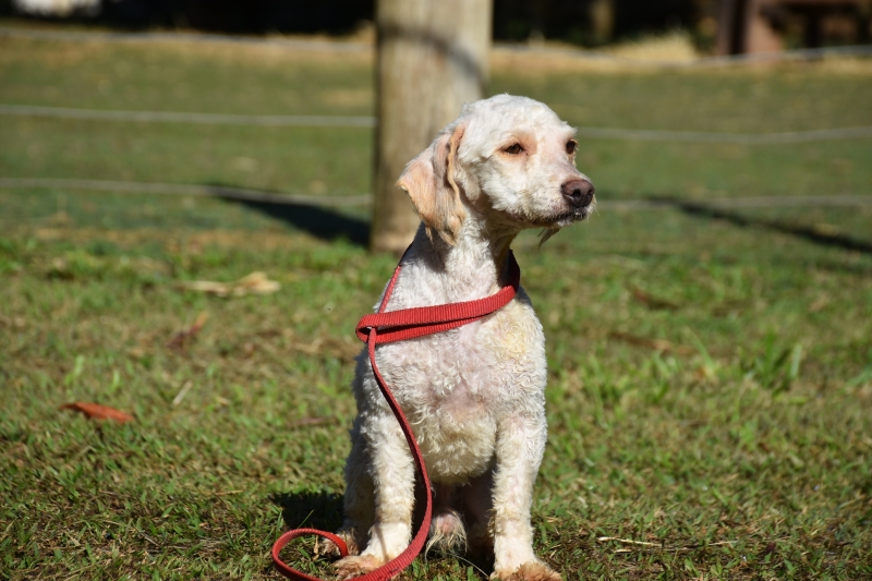 Conselho da Causa Animal Domêstica está com processo aberto para eleições