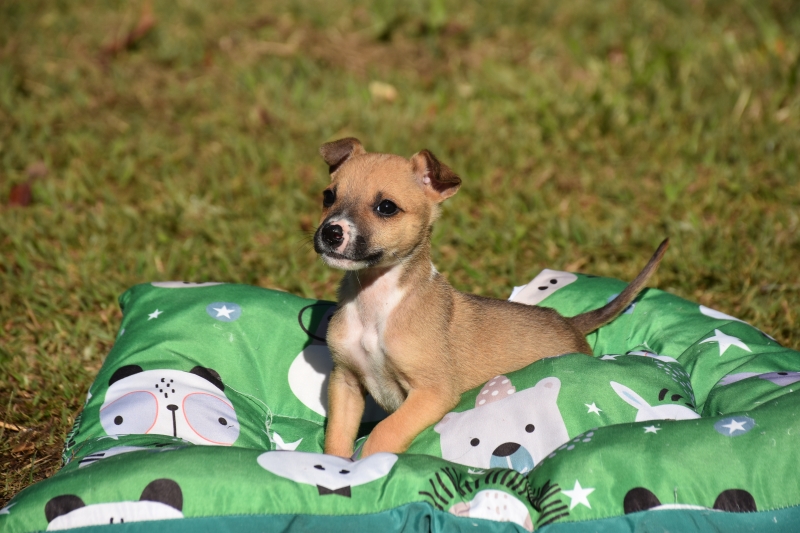 Feirinha de Adoção de filhotes de cães será neste domingo